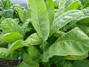 Tobacco seeds 1000 Тobacco Virginia seeds, Nicotiana tabacum,organic-239+TRACK № - Picture 1 of 3