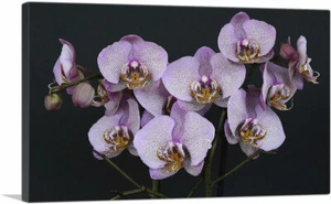 Impresión artística en lienzo de orquídeas flores decoración del hogar - Imagen 1 de 15