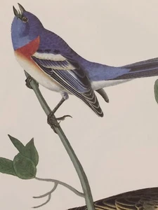 Lazuli Wimpelkette, tonfarbener Spatz Audubon Vogel Druck 15" x 11,5" Litho 432 - Bild 1 von 8