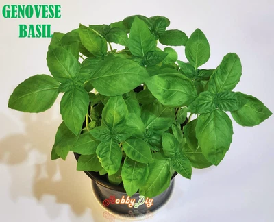 500+ Sweet Basil Italian Genovese Seeds NON-GMO Easy Grow In/Outdoor Hydroponics - Image 1 of 3