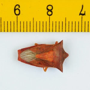 HEMIPTERA BUG - Cameron Highlands - MALAYSIA - 3518 - Picture 1 of 1