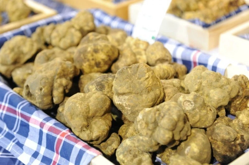 TARTUFI PER PASSIONE Tartufo Bianco Pregiato - Tuber Magnatum Pico D'Alba - ITALIA
