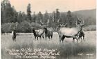 Redwood Highway RPPC Elk Herd Range 1950 CA 