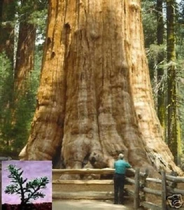 Riesenbaum: Winterharter Bergmammutbaum Sequoia gigant. - Bild 1 von 1