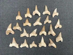 Wholesale Shark Teeth Fossil, Otodus obliquus, Morocco, Bundle, Resale, Gift - Picture 1 of 5