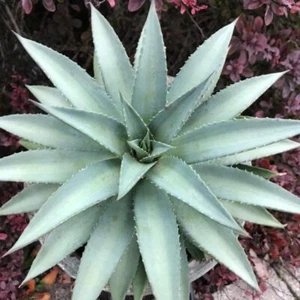 Mangave Trio - 3x 9cm Potted Plants - Rare Hybrid Succulents - Picture 1 of 8