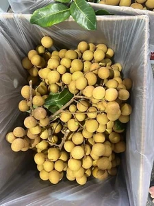 5Lbs Fresh Organic LONGAN- Kohala & Biewkiew Varieties. Actual Fruits - Picture 1 of 9