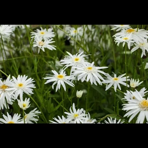 Leucanthemum x superb.'Wirral Supreme' - Garten-Margerite 'Wirral Supreme' -… - Bild 1 von 4