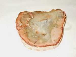 - Minerali Grezzi Cristalloterapia - LEGNO FOSSILE silicizzato (48) madagascar - Picture 1 of 1