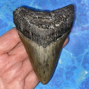 MEGALODON SHARK TOOTH 4.06” HUGE TEETH MEG SCUBA DIVER DIRECT FOSSIL NC 3292 - Picture 1 of 8