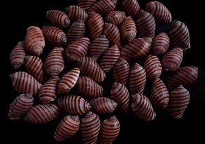 Sea shell - Vexilla Vexillum 18-22mm 45pcs - Picture 1 of 1