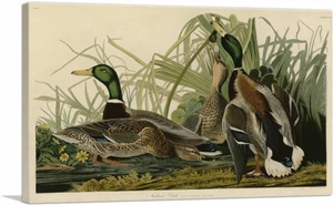 ARTCANVAS Mallard Duck Canvas Art Print by John James Audubon - Picture 1 of 14