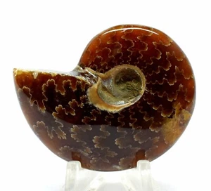 2" Sutured Ammonite Fossil Shell Polished Natural Spiral Ammolite - Madagascar - Picture 1 of 4