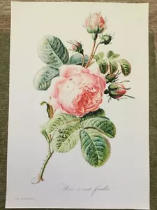 VERY UNIQUE ROSE WATERCOLOR REPRO LARGE SIZE 13" by 19" - Picture 1 of 5