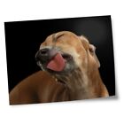 8x10" Prints(No frames) - Greyhound Dog  #15639
