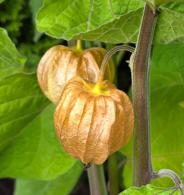 Andenbeere, Riesen Physalis - 20+ Samen - 2025 - Bild 1 von 3