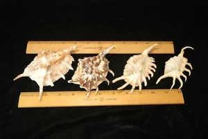 4 Shells Mixed Lot Specimens Coastal Beach Aquarium Decor 4 Shells - Picture 1 of 4