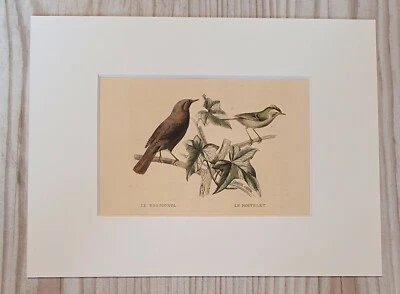 1852 Lithographie Kunstdruck Holzstich Vogel Engraving Antik Passepartout - Bild 1 von 4
