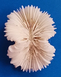 Sea shell mushroom coral, small 49.5mm size, nice white form, superb - Picture 1 of 4