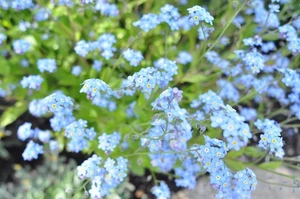 [¡Probado!/Opt COMO NUEVO] Lente principal gran angular Nikon Ai-s Nikkor... - Imagen 1 de 23