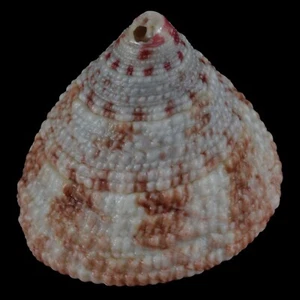 TROCHUS MACULATUS Pink (Nocnocan Isl., Philippines) 22.7mm #34334 - Picture 1 of 4