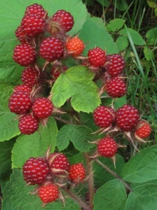 4 Wild Japanese Wineberry Bush Live Plants Berry Berries Fruiting Bare Root - Picture 1 of 2