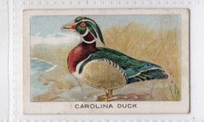 Wills NZ 1924 RARE die cut #02 The Carolina Duck bird