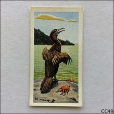 Brooke Bond Tea Card Wildlife In Danger 1963 #26 Galapagos Cormorant (CC49)