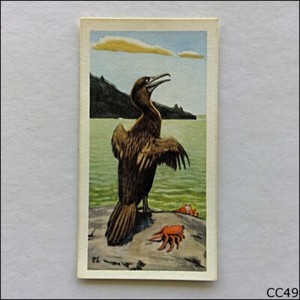 Brooke Bond Tea Card Wildlife In Danger 1963 #26 Galapagos Cormorant (CC49)
