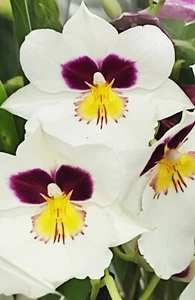 @ (◕‿◕)\\@ Zimmerpflanzen :  Miltonia weiß - Orchidee  ohne Blüte - Bild 1 von 1