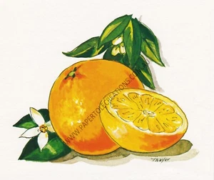 Paper tole Kit-SB1-Geme Art-RDM 247 Oranges with backing board - Picture 1 of 1