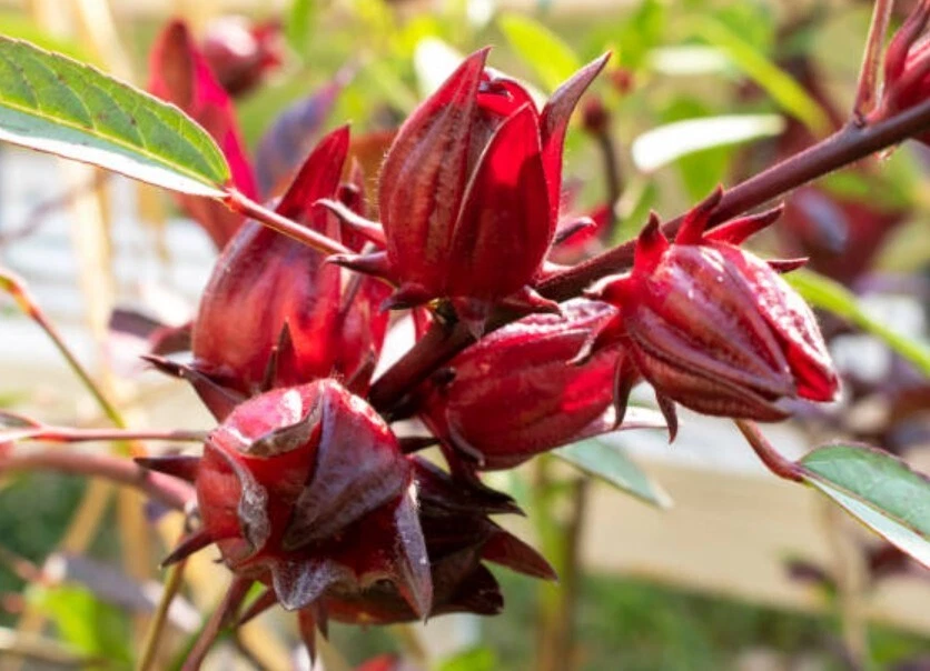 Red Roselle Starter Plant - 8in Tall - 4in Pot - Hibiscus Sabdariffa - Image 1 of 4