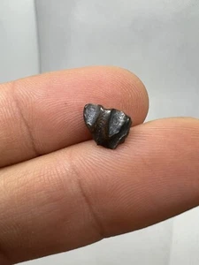 Nice Hadrosaur Tooth Dinosaur Dinosaure Dent Fossile Fossile Fossili Dino - Picture 1 of 13