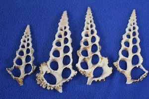 DIY Seashell Brides Maids Bouquet Supplies, Center Cut Knobby Cerithiums, CS-10 - Picture 1 of 12