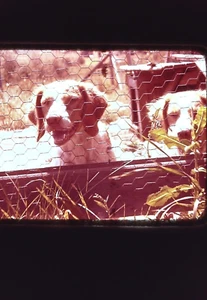 35 mm Rutsche zwei Hunde im Hundeauslauf Haus Zaun transparent - Bild 1 von 1