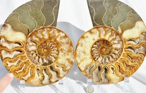 Large Ammonite Pair Great Color Crystal Cavities XXXL 7.7" Fossil 196mm 3932ud - Picture 1 of 9