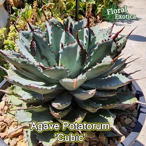 Agave Potatorum Cubic Starter Pup - Picture 1 of 3