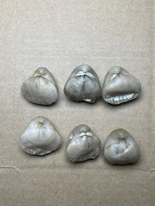 6 pieces beautiful Devonian period brachiopod Stringocephalus specimen stone - Picture 1 of 24