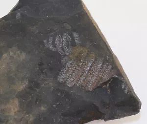 Graptoliti, Spirograptus turriculatus, Silur, Llandovery, Litohlavy, CZE -L188 - Foto 1 di 4