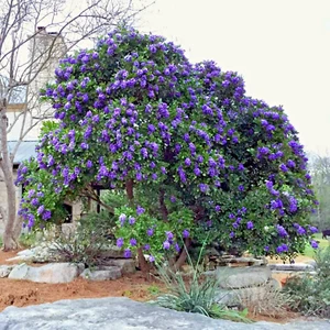 TEXAS MOUNTAIN LAUREL FLOWER TREE SEEDS (Sophora Secundiflora) Mescal Bean - Picture 1 of 10