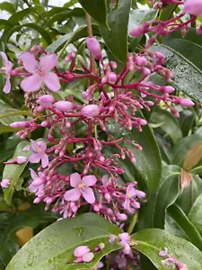 Medinilla Rare~In Bud~Exclusive * HOT PINK CHANDELIER * Dolichopylla X Myriantha - Picture 1 of 4