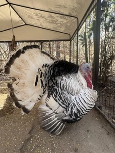 Turkey Eggs 3+ - Picture 1 of 5