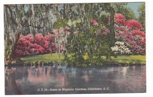Charleston, South Carolina vintage postcard / Magnolia Gardens / C. T. 19 - Bild 1 von 2