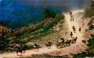 SONOMA COUNTY TRAILBLAZERS ANNUAL TREK, VINTAGE POSTCARD (SB 709) - Picture 1 of 2