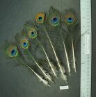 Six 7.25" to 8.75" Whole India Blue Peacock Small Eye Sticks  Lot-SF 249