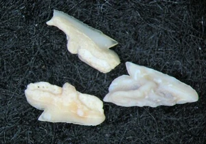 Vertebrate fossil slide mount - Palaeocene Morocco Squalus crenatide shark tooth - Picture 1 of 2