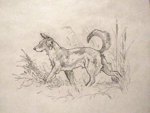 LISTED WILDLIFE ARTIST WILLIAM SCHALDACH ORIG PENCIL DRAWING NATURE HUNTING DOG - Picture 1 of 8