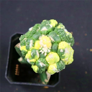 Astrophytum asterias Godzilla variegated -with rootstock no roots- rare 4459 - Picture 1 of 4