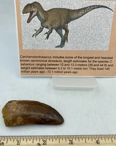 Tyrannosaurus T REX 2 5/8” African Carcharodontosaurus REAL F0SSIL R8 - Picture 1 of 6