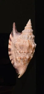 Strombidae Euprotomus Aratrum - 88.19 mm - Beautiful Specimen - Picture 1 of 9